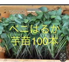 楽天市場】紅はるか 苗 100本の通販