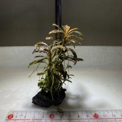 ブセファランドラ『１２種１２株』【完全水中葉】溶岩石活着株 ブセファランドラ『12種12株』【完全水中葉】溶岩石活着株