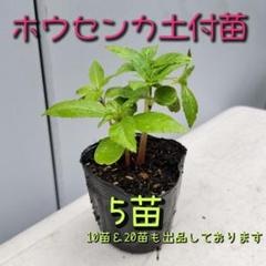 ほうせんかの苗　ホウセンカ　60苗　約5〜12cm 匿名発送 楽天市場】ホウセンカ（ほうせんか）の苗 5色から選べる2株