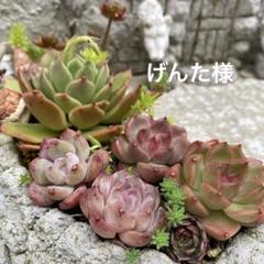 ずきんうさぎさん モルタル造形 ネームプレート 土台 - メルカリ