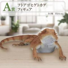 爬虫類 一番くじ A賞 フトアゴヒゲトカゲ - メルカリ