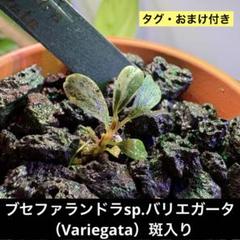 ブセファランドラsp. バリエガータ variegata 水上葉 ブセファランドラsp ピンクバリエガータ斑入り 水草（水上葉