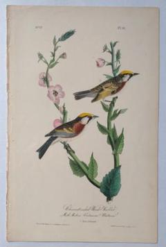 【リトグラフ】オーデュボン「アメリカの鳥類」NO.17 PL.81 単葉 初版 リトグラフ】オーデュボン「アメリカの鳥類」NO.17 PL.81 単葉