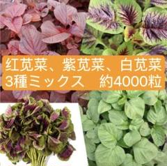 2025年最新】莧菜の人気アイテム - メルカリ
