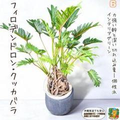 幹上がりが美しいフィロデンドロン・クッカバラ６・ 南国の雰囲気を楽しめる一鉢のサムネイル