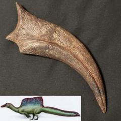 スピノサウルス ハンドクロウ かぎ爪 化石 恐竜 獣脚類 1400 スピノサウルス ハンドクロウ かぎ爪 化石 恐竜 獣脚類 1400