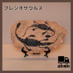 恐竜化石 プレシオサウルス 置物オブジェ おもしろ雑貨 夏休み　自由研究