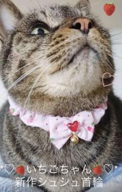 いちごちゃん♡シュシュ首輪♡2点セット