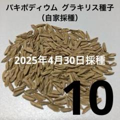 2025年最新】グラキリス 種 自家の人気アイテム - メルカリ