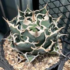 台湾産 白鯨 親株出品 チャーム（ペット） （観葉植物）一点物 アガベ チタノタ 白鯨