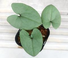 新しいスタイル 斑入りカンアオイオトメアオイかげろう(かげろう) その他観葉植物