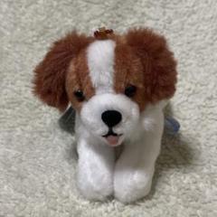 12月限定！新品☆2個セット【★コーイケルホンディエのおでこちゃん】★ぬいぐるみ ≪11月の新商品≫コーイケルホンディエのおでこちゃん-NEW ITEM
