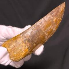 おすすめプライズ｜株式会社タイトー 発掘証明書 14cm カルカロドントサウルス 歯 化石 恐竜 獣脚類 その他