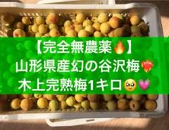 完全無農薬 山形県産 幻の谷沢梅 1キロ 朝採り新鮮 梅干し 梅