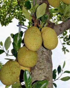 石垣島産　ジャックフルーツ　パラミツ　実生苗　4本 ジャックフルーツ パラミツ 苗 - 植物と雑貨のセレクトショップ