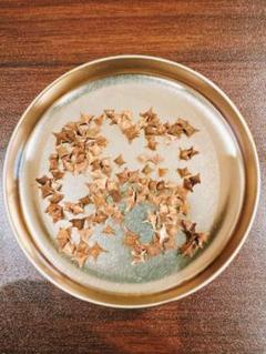 メルカリ便　ボスウェリア　サクラ　鉢ごと ボスウェリア サクラ Boswellia sacra 国内実生苗 - メルカリ