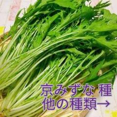 野菜種☆京みずな☆変更→カラフル人参 スイスチャード オカヒジキ ラディッシュ