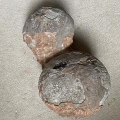 恐竜卵の化石(一対) 中国で発掘
