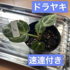 ⑤ 現物 速達付き アンスリウム ドラヤキ 抜き苗 追加は400円