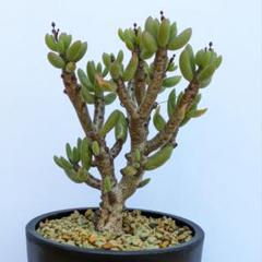 【激安】 2025年最新】チレコドンの人気アイテム メルカリ - 塊根植物・コーデックス