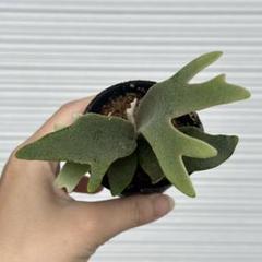 P. willinckii 'Jenny' TC 1605