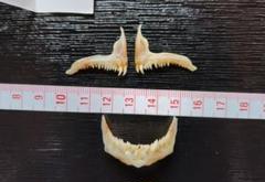 鯛歯骨㉕　顎骨　鯛牙　たい　標本　ハンドメイド　金継ぎ　不思議