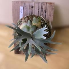P.willinckii 'Bacteria' spore - メルカリ