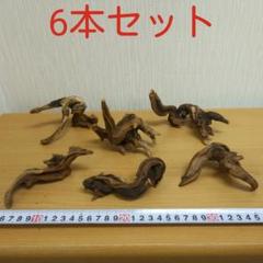 マングローブ系小流木3本セット⑨ アクアリウム 同時購入300円引き‼️