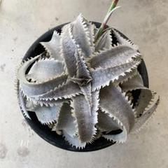 Dyckia marnier-lapostollei 連棘 ディッキア - メルカリ