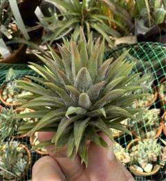 Tillandsia Mayan Regal 速達発送 大勧め True • ✨ piauiensis Tillandsia clone Garden