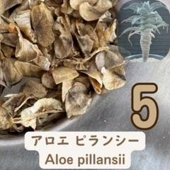 2025年最新】アロエ ピランシーの人気アイテム - メルカリ