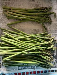 北海道産アスパラ1kg 本日発送