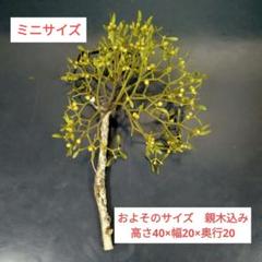 2025年最新】ヤドリギ 親木の人気アイテム - メルカリ