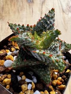 2025年最新】aloe hybridの人気アイテム - メルカリ