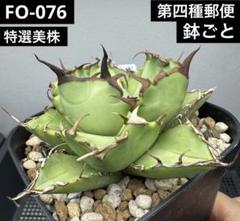 【鉢ごと発送】人気のチタノタ12種セット【ネームタグ付】 438801-1.jpg