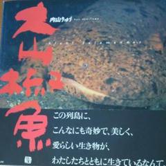 大山椒魚 絶版 オオサンショウウオ