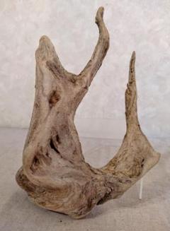【希少】パルダリウム・アクアリウム向け 特大ホーンウッド流木 約50cm 希少】パルダリウム・アクアリウム向け 特大風化ホーンウッド