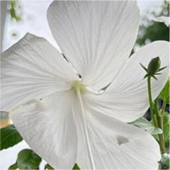 22年最新 白いハイビスカスの人気アイテム メルカリ