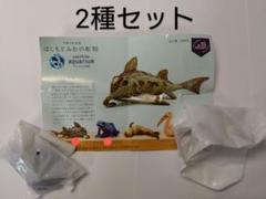 サンシャイン水族館限定 はしもとみおの彫刻 ゾウギンザメ アイゾメヤドクガエル