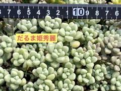 2025年最新】つぶつぶ屋 多肉植物の人気アイテム - メルカリ