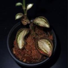 ジュエルオーキッド,Salmoneum Stardust ジュエルオーキッド,salmoneum stardust - メルカリ