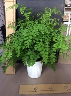 アジアンタム 鉢の中古 未使用品を探そう メルカリ