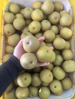 茨城県産　摘果梨　箱込み19.5~20キロ リサイクル箱　加工用 茨城県産 摘果梨 箱込み19.5~20キロ リサイクル箱 加工用 - メルカリ