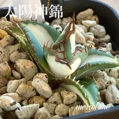 超特価【匿名配送】アガベ　チタノタ　白犀牛TC メリクロン　サイズ大 アガベ・チタノタ 白犀牛（芽）-002｜Titanota white rhino