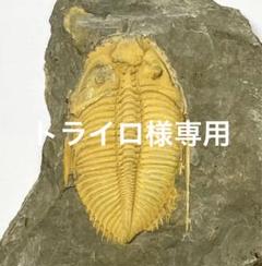 三葉虫　化石　Coronocephalus 三葉虫 化石 Coronocephalus - メルカリ