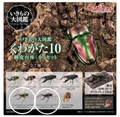オンライン版いきもの大図鑑くわがた10 フェイスタメルシワバネ