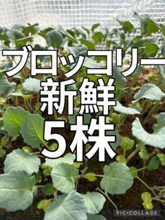 新鮮 ブロッコリー苗 5株のサムネイル