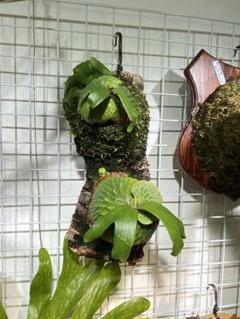 ビカクシダ マダガスカリエンセ　② Platycerium madagascariense／プラティケリウム・マダガス
