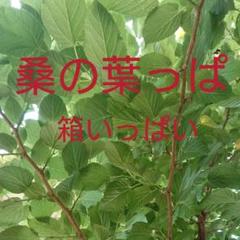 【新鮮 無農薬!】桑の葉 箱いっぱい