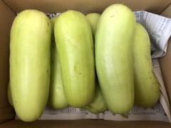 瓜(沼目シロウリ) 愛媛県産 無農薬 約5キロ